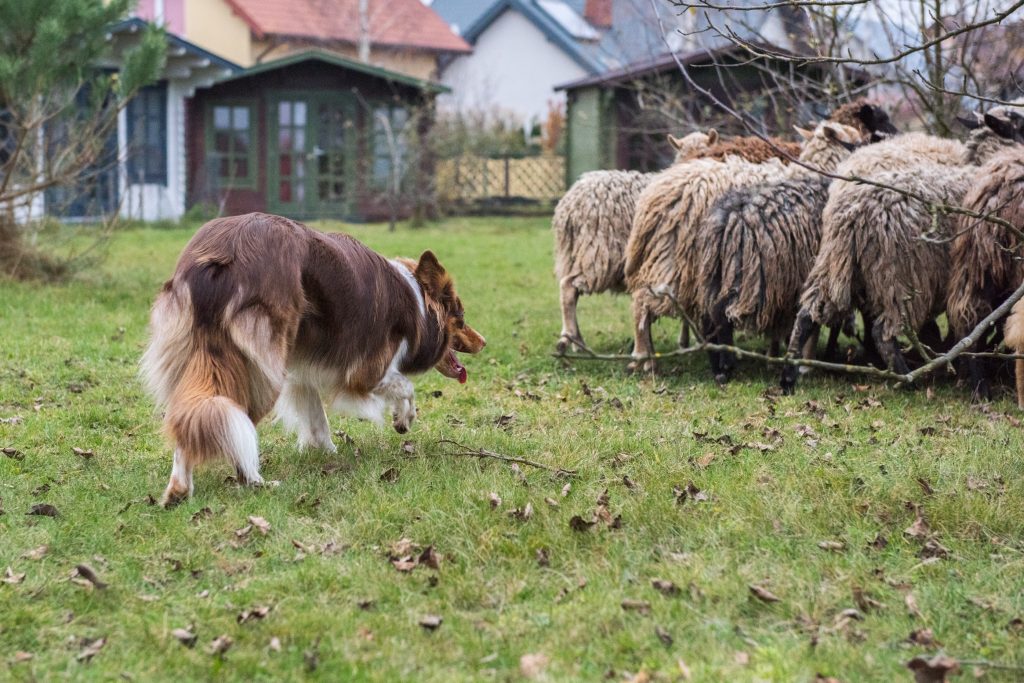 Szczeniaki border collie - Lamia podczas zaganiania owiec.