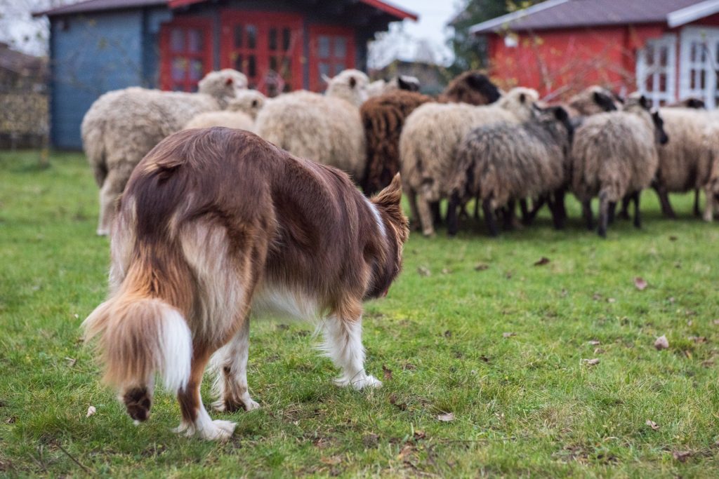 Szczeniaki border collie - Lamia podczas zaganiania owiec.